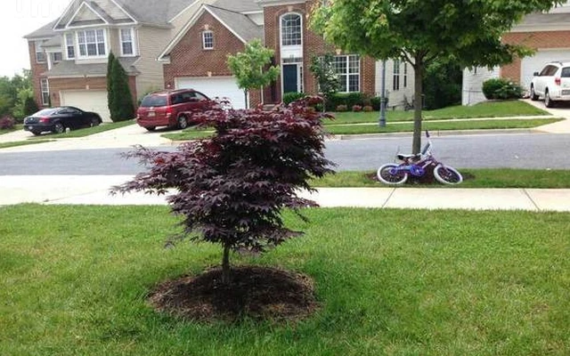 Single bedroom near the Montgomery College (Rockville) 0